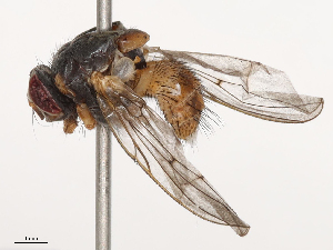  ( - CBG-B01652-A11)  @11 [ ] CreativeCommons - Attribution Share - Alike (2025) CBG Photography Group Centre for Biodiversity Genomics