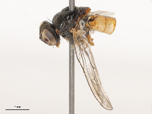  ( - CBG-B01652-B04)  @11 [ ] CreativeCommons - Attribution Share - Alike (2025) CBG Photography Group Centre for Biodiversity Genomics