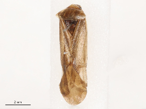  ( - CBG-B01652-B12)  @11 [ ] CreativeCommons - Attribution Share - Alike (2025) CBG Photography Group Centre for Biodiversity Genomics