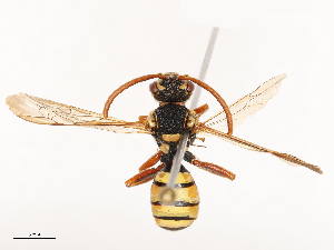  ( - CBG-B01656-B08)  @11 [ ] CreativeCommons - Attribution Share - Alike (2025) CBG Photography Group Centre for Biodiversity Genomics