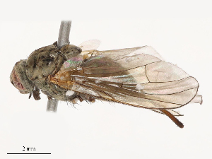  ( - CBG-B01656-D12)  @11 [ ] CreativeCommons - Attribution Share - Alike (2025) CBG Photography Group Centre for Biodiversity Genomics