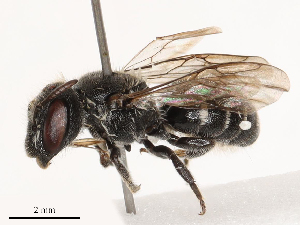  (Protosmia tiflensis - CBG-B01656-F01)  @11 [ ] CreativeCommons - Attribution Share - Alike (2025) CBG Photography Group Centre for Biodiversity Genomics