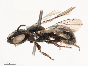  (Ceratina bispinosa - CBG-B01656-G01)  @11 [ ] CreativeCommons - Attribution Share - Alike (2025) CBG Photography Group Centre for Biodiversity Genomics