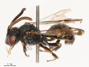  ( - CBG-B01656-G02)  @11 [ ] CreativeCommons - Attribution Share - Alike (2025) CBG Photography Group Centre for Biodiversity Genomics