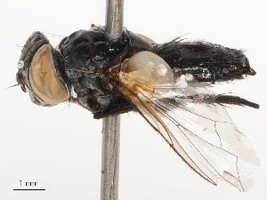  ( - CBG-B01660-D04)  @11 [ ] CreativeCommons - Attribution Share - Alike (2025) CBG Photography Group Centre for Biodiversity Genomics