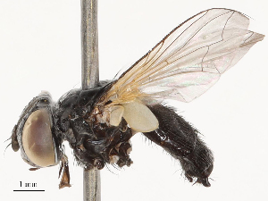  ( - CBG-B01660-E06)  @11 [ ] CreativeCommons - Attribution Share - Alike (2025) CBG Photography Group Centre for Biodiversity Genomics