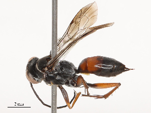  ( - CBG-B01661-C02)  @11 [ ] CreativeCommons - Attribution Share - Alike (2025) CBG Photography Group Centre for Biodiversity Genomics