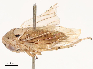  ( - CBG-B01661-D10)  @11 [ ] CreativeCommons - Attribution Share - Alike (2025) CBG Photography Group Centre for Biodiversity Genomics