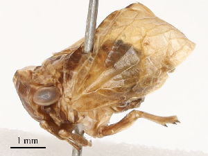  (Bubastia ephialtes - CBG-B01661-D11)  @11 [ ] CreativeCommons - Attribution Share - Alike (2025) CBG Photography Group Centre for Biodiversity Genomics