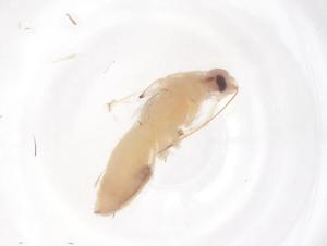  ( - CBG-B01741-H04)  @11 [ ] CreativeCommons - Attribution Share - Alike (2025) Centre for Biodiversity Genomics Centre for Biodiversity Genomics