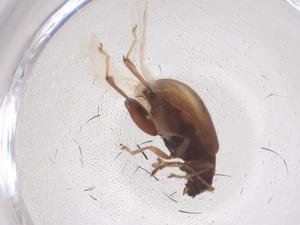  ( - CBG-B02190-G10)  @11 [ ] CreativeCommons - Attribution Share - Alike (2025) Centre for Biodiversity Genomics Centre for Biodiversity Genomics