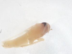  ( - CBG-B02192-B01)  @11 [ ] CreativeCommons - Attribution Share - Alike (2025) Centre for Biodiversity Genomics Centre for Biodiversity Genomics