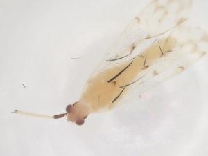  ( - CBG-B02192-B03)  @11 [ ] CreativeCommons - Attribution Share - Alike (2025) Centre for Biodiversity Genomics Centre for Biodiversity Genomics