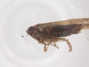  ( - CBG-B02193-A08)  @11 [ ] CreativeCommons - Attribution Share - Alike (2025) Centre for Biodiversity Genomics Centre for Biodiversity Genomics