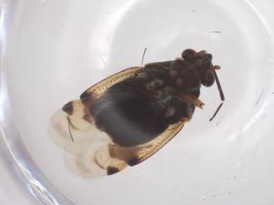  ( - CBG-B02193-E09)  @11 [ ] CreativeCommons - Attribution Share - Alike (2025) Centre for Biodiversity Genomics Centre for Biodiversity Genomics