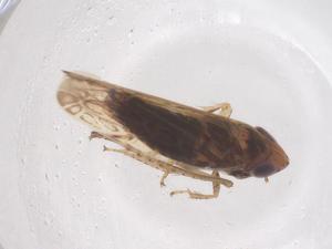  ( - CBG-B02193-G08)  @11 [ ] CreativeCommons - Attribution Share - Alike (2025) Centre for Biodiversity Genomics Centre for Biodiversity Genomics