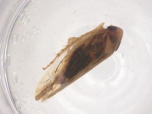  ( - CBG-B02193-H02)  @11 [ ] CreativeCommons - Attribution Share - Alike (2025) Centre for Biodiversity Genomics Centre for Biodiversity Genomics