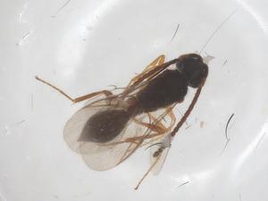  ( - CBG-B02225-G11)  @11 [ ] CreativeCommons - Attribution Share - Alike (2025) Centre for Biodiversity Genomics Centre for Biodiversity Genomics