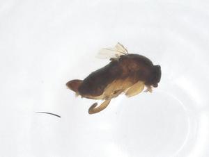  ( - CBG-B02948-H09)  @11 [ ] CreativeCommons - Attribution Share - Alike (2025) Centre for Biodiversity Genomics Centre for Biodiversity Genomics