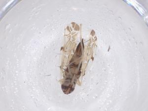  (Eupteryx insulana - CBG-B03226-D06)  @11 [ ] CreativeCommons - Attribution Share - Alike (2025) Centre for Biodiversity Genomics Centre for Biodiversity Genomics