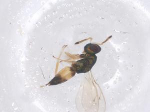  ( - CBG-B03226-E05)  @11 [ ] CreativeCommons - Attribution Share - Alike (2025) Centre for Biodiversity Genomics Centre for Biodiversity Genomics