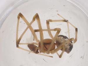  ( - CBG-B03248-A02)  @11 [ ] CreativeCommons - Attribution Share - Alike (2025) Centre for Biodiversity Genomics Centre for Biodiversity Genomics