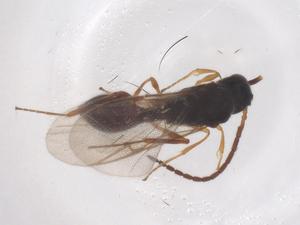  ( - CBG-B03251-F08)  @11 [ ] CreativeCommons - Attribution Share - Alike (2025) Centre for Biodiversity Genomics Centre for Biodiversity Genomics