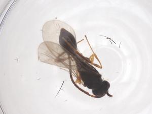  ( - CBG-B03251-H11)  @11 [ ] CreativeCommons - Attribution Share - Alike (2025) Centre for Biodiversity Genomics Centre for Biodiversity Genomics