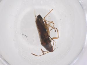  ( - CBG-B03254-D06)  @11 [ ] CreativeCommons - Attribution Share - Alike (2025) Centre for Biodiversity Genomics Centre for Biodiversity Genomics