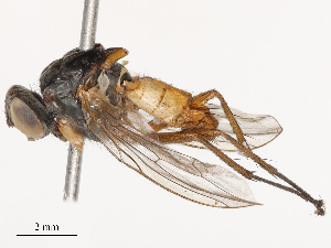  ( - CBG-B03261-A01)  @11 [ ] CreativeCommons - Attribution Share - Alike (2025) CBG Photography Group Centre for Biodiversity Genomics