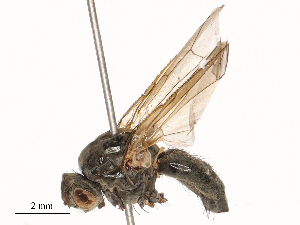  ( - CBG-B03264-D06)  @11 [ ] CreativeCommons - Attribution Share - Alike (2025) CBG Photography Group Centre for Biodiversity Genomics