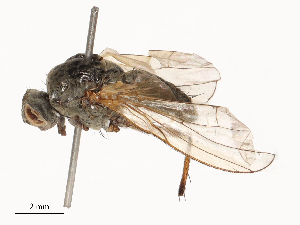  ( - CBG-B03264-E06)  @11 [ ] CreativeCommons - Attribution Share - Alike (2025) CBG Photography Group Centre for Biodiversity Genomics