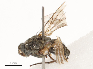  ( - CBG-B03264-E09)  @11 [ ] CreativeCommons - Attribution Share - Alike (2025) CBG Photography Group Centre for Biodiversity Genomics