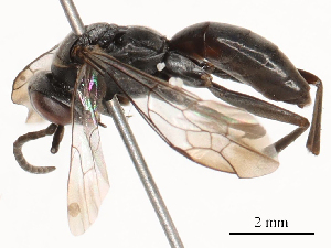  ( - CBG-B03264-F02)  @11 [ ] CreativeCommons - Attribution Share - Alike (2025) CBG Photography Group Centre for Biodiversity Genomics