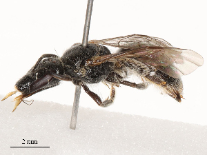  ( - CBG-B03264-G02)  @11 [ ] CreativeCommons - Attribution Share - Alike (2025) CBG Photography Group Centre for Biodiversity Genomics