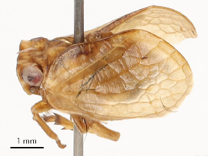  ( - CBG-B03264-H04)  @11 [ ] CreativeCommons - Attribution Share - Alike (2025) CBG Photography Group Centre for Biodiversity Genomics