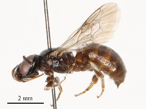  ( - CBG-B03264-H11)  @11 [ ] CreativeCommons - Attribution Share - Alike (2025) CBG Photography Group Centre for Biodiversity Genomics