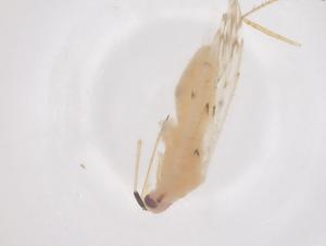  ( - CBG-B03275-C03)  @11 [ ] CreativeCommons - Attribution Share - Alike (2025) Centre for Biodiversity Genomics Centre for Biodiversity Genomics