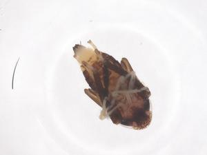  ( - CBG-B03275-G01)  @11 [ ] CreativeCommons - Attribution Share - Alike (2025) Centre for Biodiversity Genomics Centre for Biodiversity Genomics