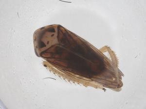  ( - CBG-B03277-F03)  @11 [ ] CreativeCommons - Attribution Share - Alike (2025) Centre for Biodiversity Genomics Centre for Biodiversity Genomics