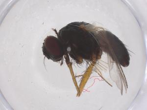  ( - CBG-B03278-E03)  @11 [ ] CreativeCommons - Attribution Share - Alike (2025) Centre for Biodiversity Genomics Centre for Biodiversity Genomics