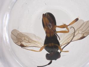  ( - CBG-B03278-F02)  @11 [ ] CreativeCommons - Attribution Share - Alike (2025) Centre for Biodiversity Genomics Centre for Biodiversity Genomics