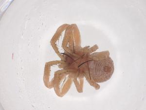  (Xysticus edax - CBG-B03281-G10)  @11 [ ] CreativeCommons - Attribution Share - Alike (2025) Centre for Biodiversity Genomics Centre for Biodiversity Genomics