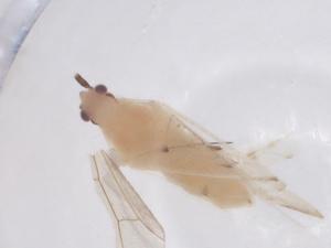  ( - CBG-B03282-C03)  @11 [ ] CreativeCommons - Attribution Share - Alike (2025) Centre for Biodiversity Genomics Centre for Biodiversity Genomics