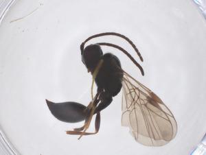  ( - CBG-B03303-H10)  @11 [ ] CreativeCommons - Attribution Share - Alike (2025) Centre for Biodiversity Genomics Centre for Biodiversity Genomics