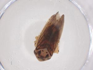  ( - CBG-B03317-C04)  @11 [ ] CreativeCommons - Attribution Share - Alike (2025) Centre for Biodiversity Genomics Centre for Biodiversity Genomics