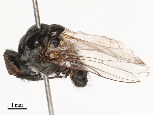  ( - CBG-B03396-C03)  @11 [ ] CreativeCommons - Attribution Share - Alike (2025) CBG Photography Group Centre for Biodiversity Genomics