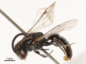  (Sphecodes dusmeti - CBG-B03398-E11)  @11 [ ] CreativeCommons - Attribution Share - Alike (2025) CBG Photography Group Centre for Biodiversity Genomics