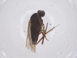  ( - CBG-B03586-D02)  @11 [ ] CreativeCommons - Attribution Share - Alike (2025) Centre for Biodiversity Genomics Centre for Biodiversity Genomics