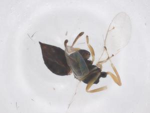  ( - CBG-B03605-D03)  @11 [ ] CreativeCommons - Attribution Share - Alike (2025) Centre for Biodiversity Genomics Centre for Biodiversity Genomics